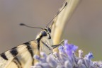 Macro_Lug21_1 Macro_Lug21_1