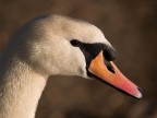 il cigno... il cigno...