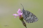 Melanargia-russiae_DSC1892