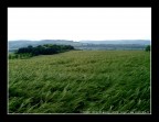 vento di grano vento di grano