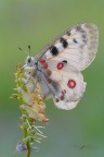 Parnassius-apollo_DSC1938