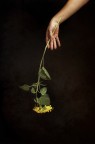 Paola e il Girasole