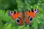 Aglais io Aglais io