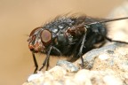 Mosca 3X2 Mosca 3X2