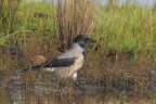 Cornacchia_Corvus-cornix_DSC4045 Cornacchia_Corvus-cornix_DSC4045