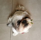 Solo per dimostrare quanto affetto possono dare i nostri amici a quattro zampe. Si � presentata al cancelletto dopo aver raccolto fra l'erba del giardino due fiorellini per dare il benvenuto a mia moglie che era andata a trovarla. Incredibile.

kampes

P.S. foto fatta con un cellulare al volo, con la qualit� che ne consegue.....ma qui si volevano fotografare i sentimenti.