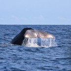 Un'altro scatto del mio viaggio alle azzorre, spero vi piaccia!

Dati di scatto:
250mm
t:1/250
f/8.0
ISO 100