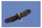 Aquila norvegese Aquila norvegese