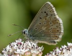 Plebejus argus