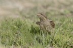 Torcicollo - (Jynx torquilla) Torcicollo - (Jynx torquilla)