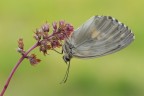 Carcharodus lavatherae Carcharodus lavatherae