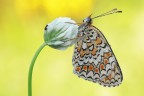 Melitaea didyma Melitaea didyma
