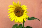 Il girasole Il girasole