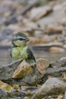 Cinciarella al bagno