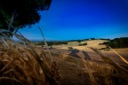 Onde di grano Onde di grano