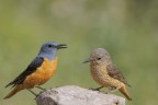 Codirossone maschio e femmina(Monticola saxatilis)