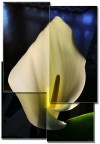 Calla Calla