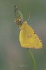 Colias-crocea_DSC1710