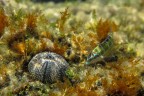donzella pavonina donzella pavonina