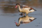 Volpoca_DSC7935