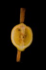 limoncello!!!! limoncello!!!!