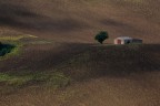 sono arrivato tardi per i girasoli