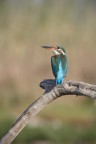 Canon EOS 6D Tamron 150-600mm g2 
1/640 sec. f/16 ISO1000 600mm