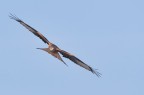 Nibbio reale (Milvus milvus) Nibbio reale (Milvus milvus)