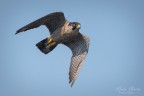Falco pellegrino Falco pellegrino
