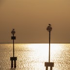 Guardiani della laguna