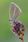 Polyommatus damon Polyommatus damon