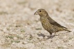 Crociere (Loxia curvirostra) Crociere (Loxia curvirostra)
