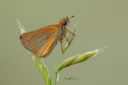 Thymelicus-acteon_DSC0532 Thymelicus-acteon_DSC0532