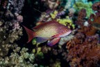 Anthias Anthias