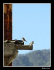passerotti passerotti