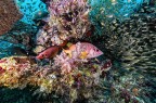 Glassfish Glassfish