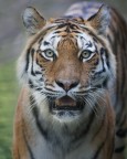 gli occhi della tigre gli occhi della tigre