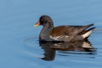 Gallinella d'acqua Gallinella d'acqua