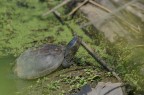 Testuggine-palustre-europea_DSC2980