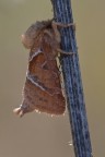 Falena Falena