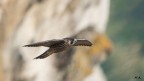 I primi voli di un falco pellegrino I primi voli di un falco pellegrino