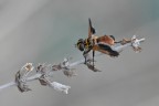 Volucella