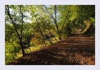 Sentiero nel bosco autunnale Sentiero nel bosco autunnale