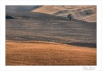 Colline della Vald'orcia Colline della Vald'orcia