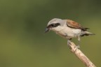 Averla piccola (Lanius collurio) Averla piccola (Lanius collurio)
