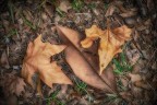 Natura Morta Natura Morta
