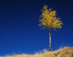 Il piccolo larice solitario