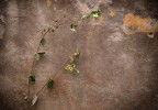 Natura lungo i muri Natura lungo i muri
