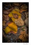 Foliage Foliage