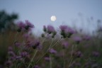 E-la-luna-busso'-_DSC8039